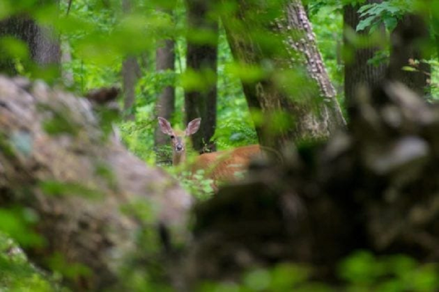 Fun things to do in Hillsborough